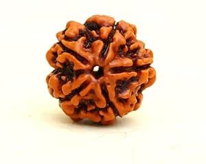 Panch Mukhi Rudraksha