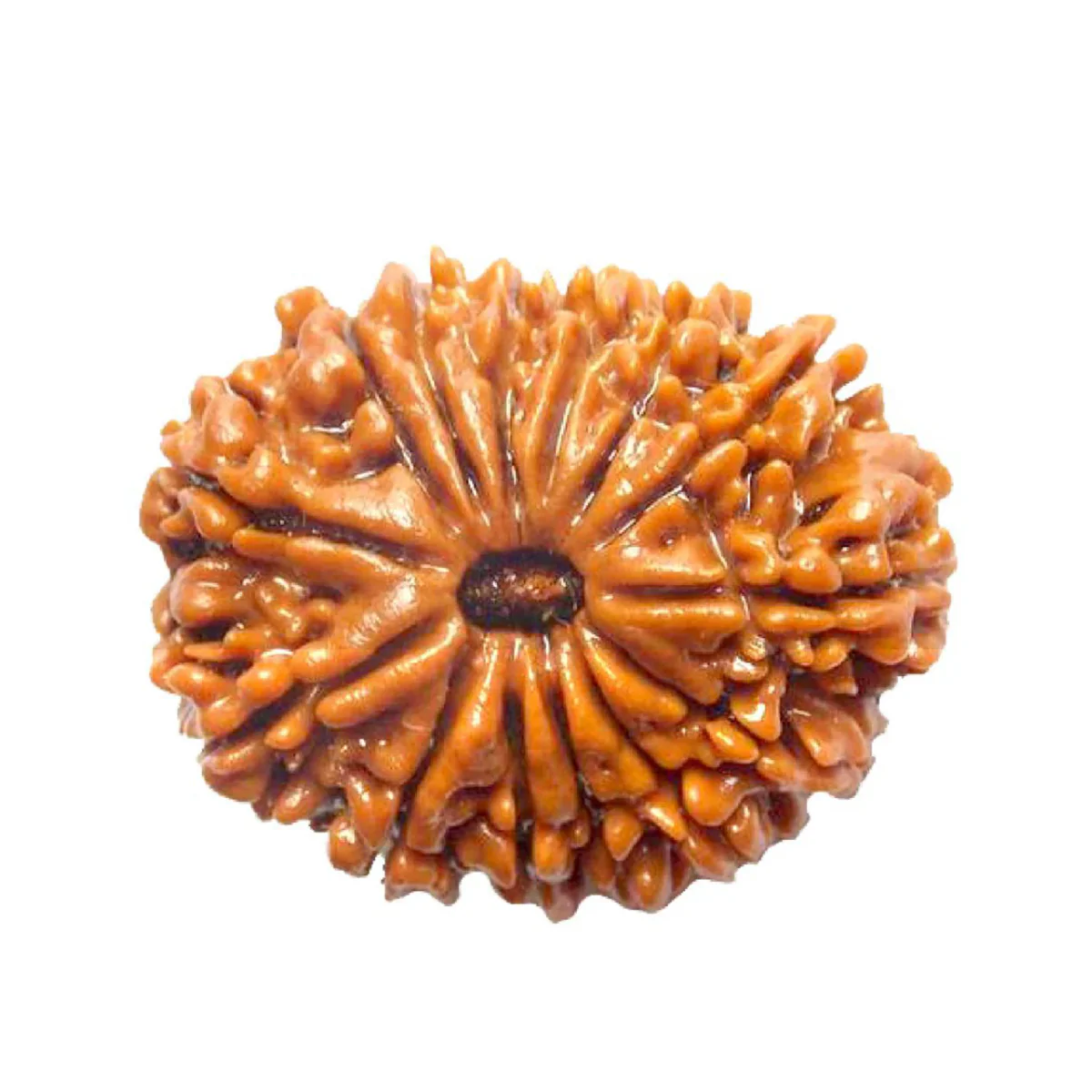 Fourteen Mukhi Rudraksha
