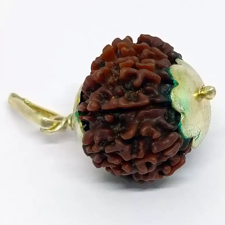 Eleven Mukhi Rudraksha