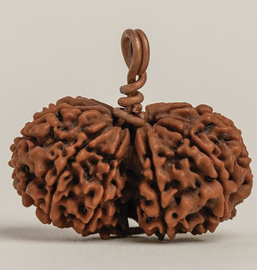 Gauri Shankar Rudraksha