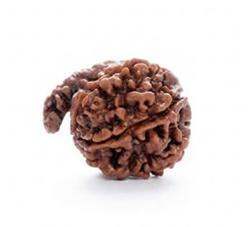 Ganesh Rudraksha